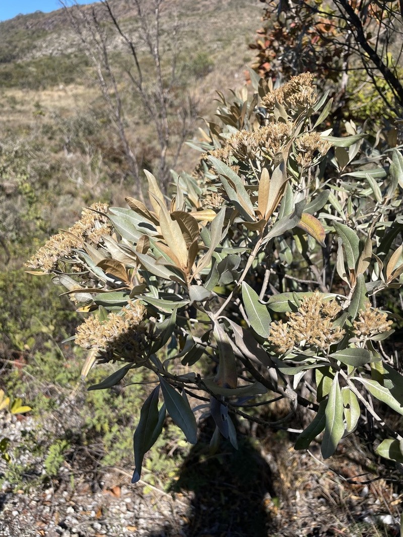 Eremanthus elaeagnus photo 4