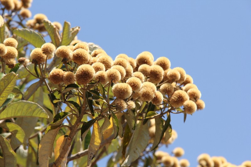 Eremanthus elaeagnus photo 5