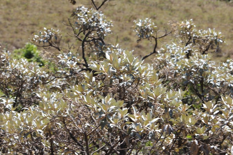 Eremanthus elaeagnus photo 6
