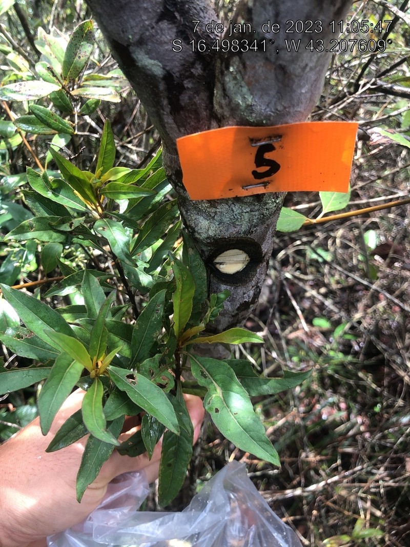 Eremanthus erythropappus