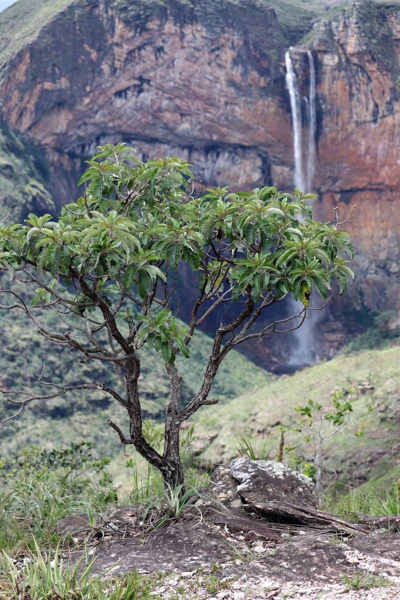 Eremanthus erythropappus photo 2
