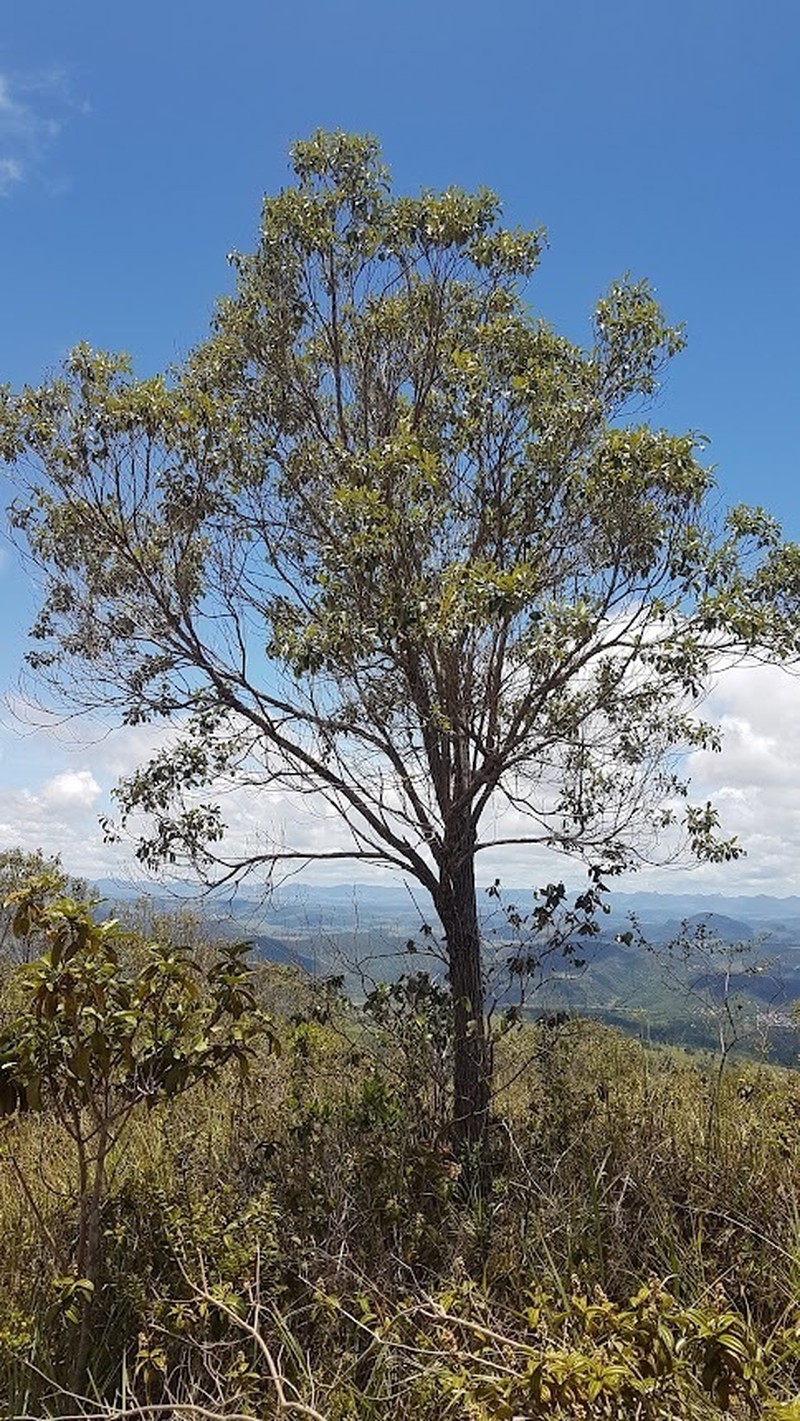 Eremanthus erythropappus photo 3