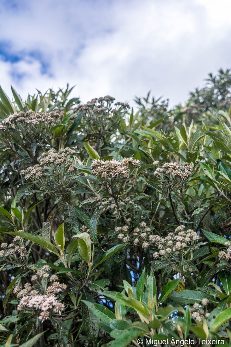 Eremanthus erythropappus photo 4