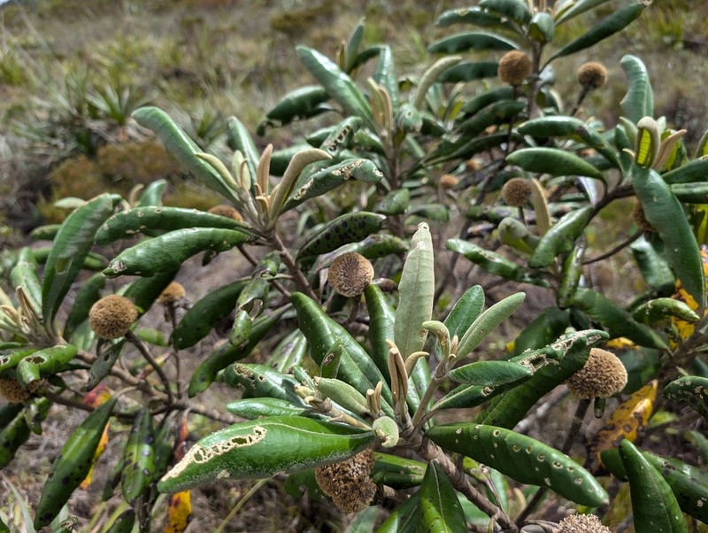 Eremanthus erythropappus photo 5