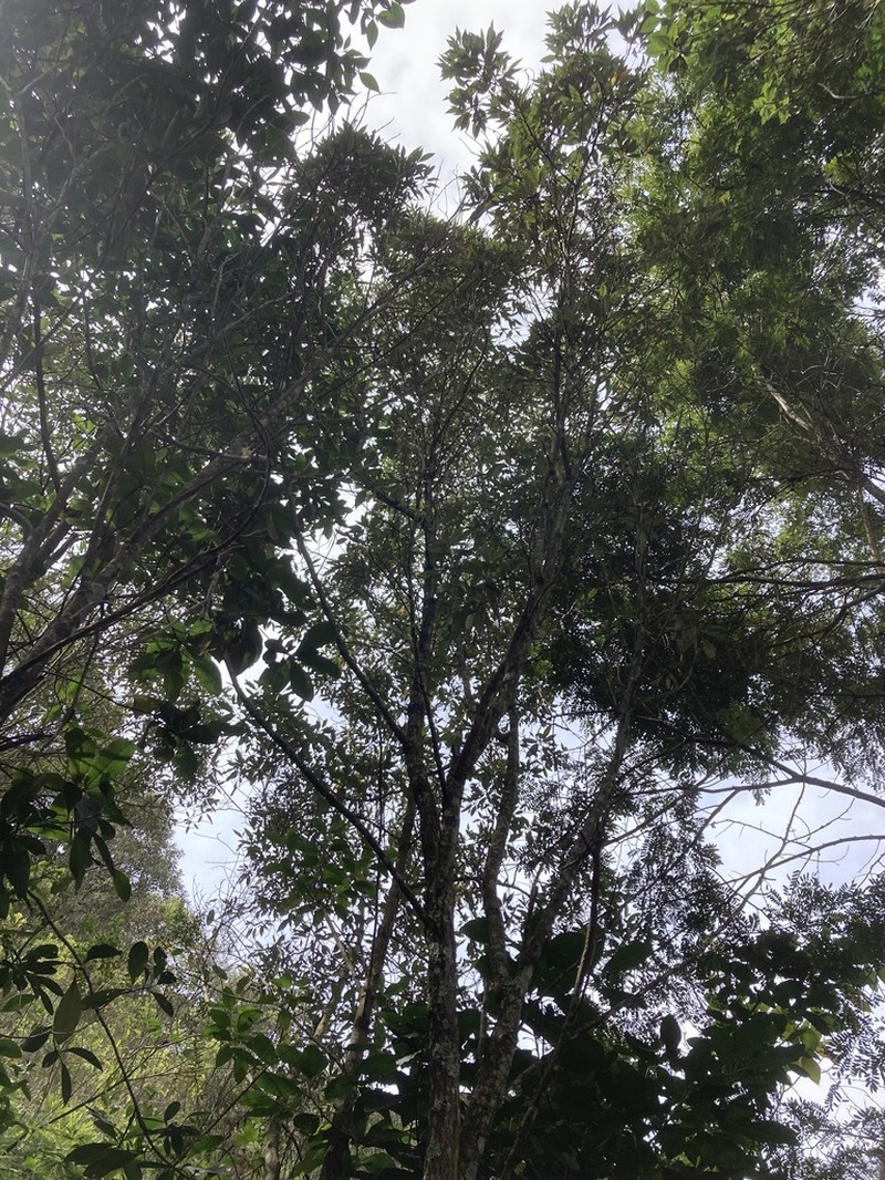 Eremanthus erythropappus photo 6