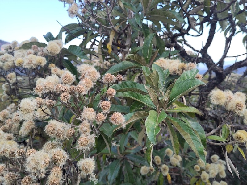 Eremanthus erythropappus photo 7