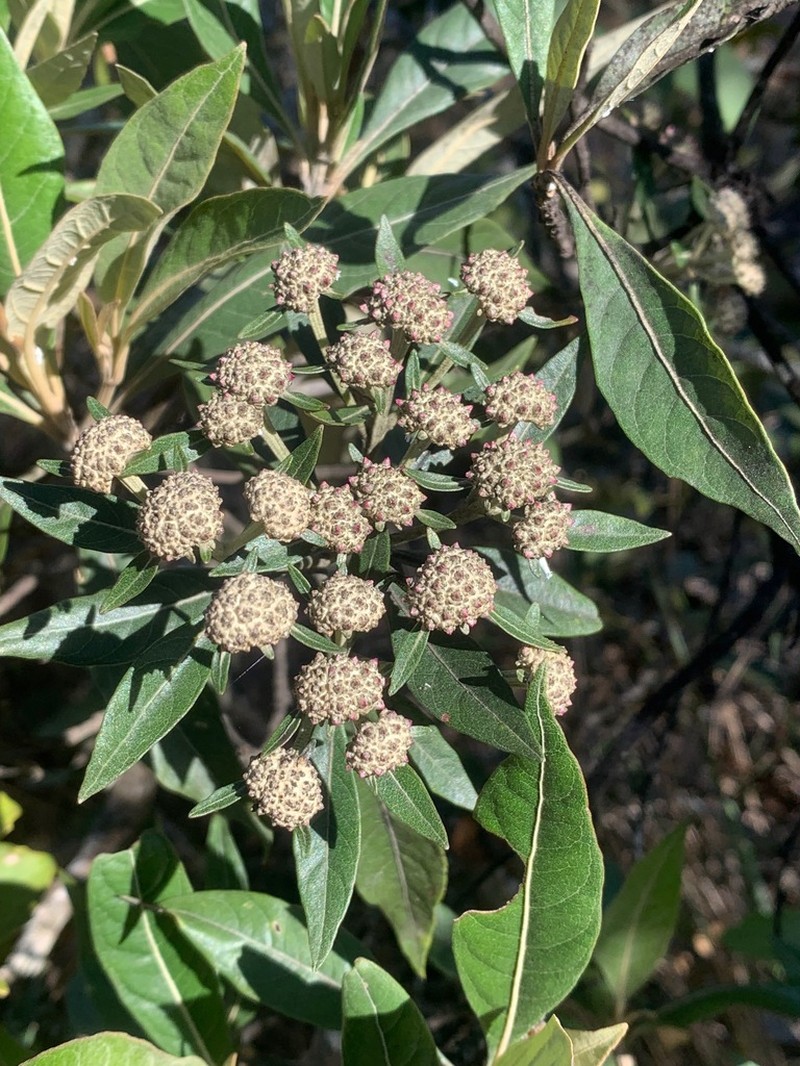 Eremanthus erythropappus photo 8