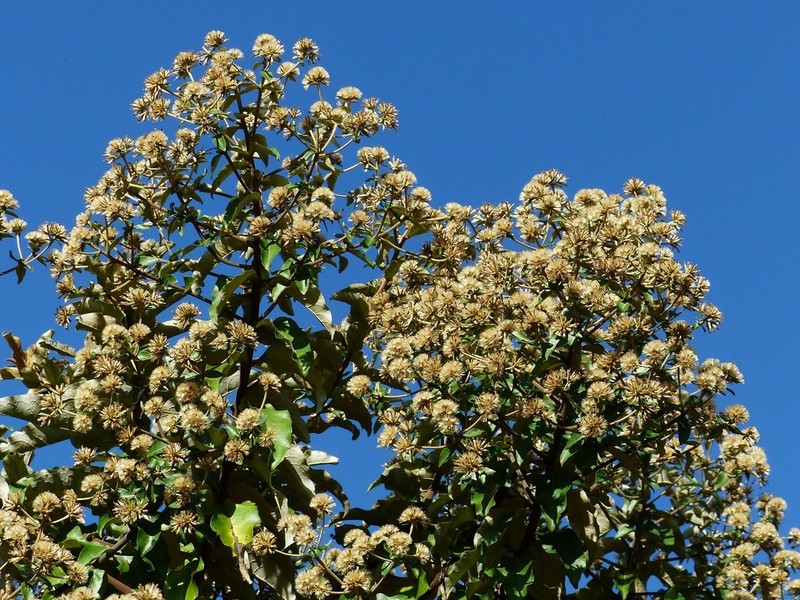 Eremanthus glomerulatus