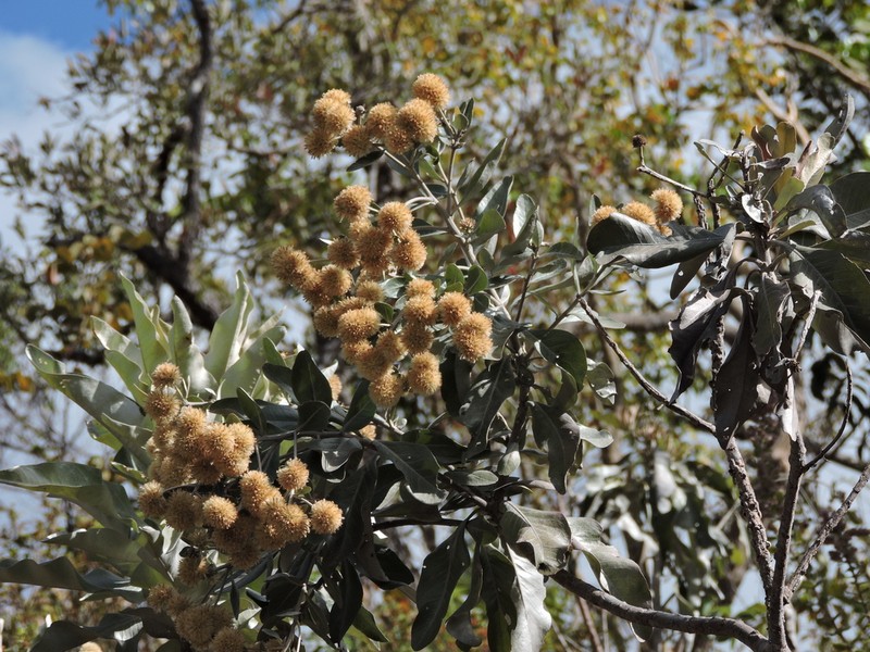 Eremanthus glomerulatus photo 3