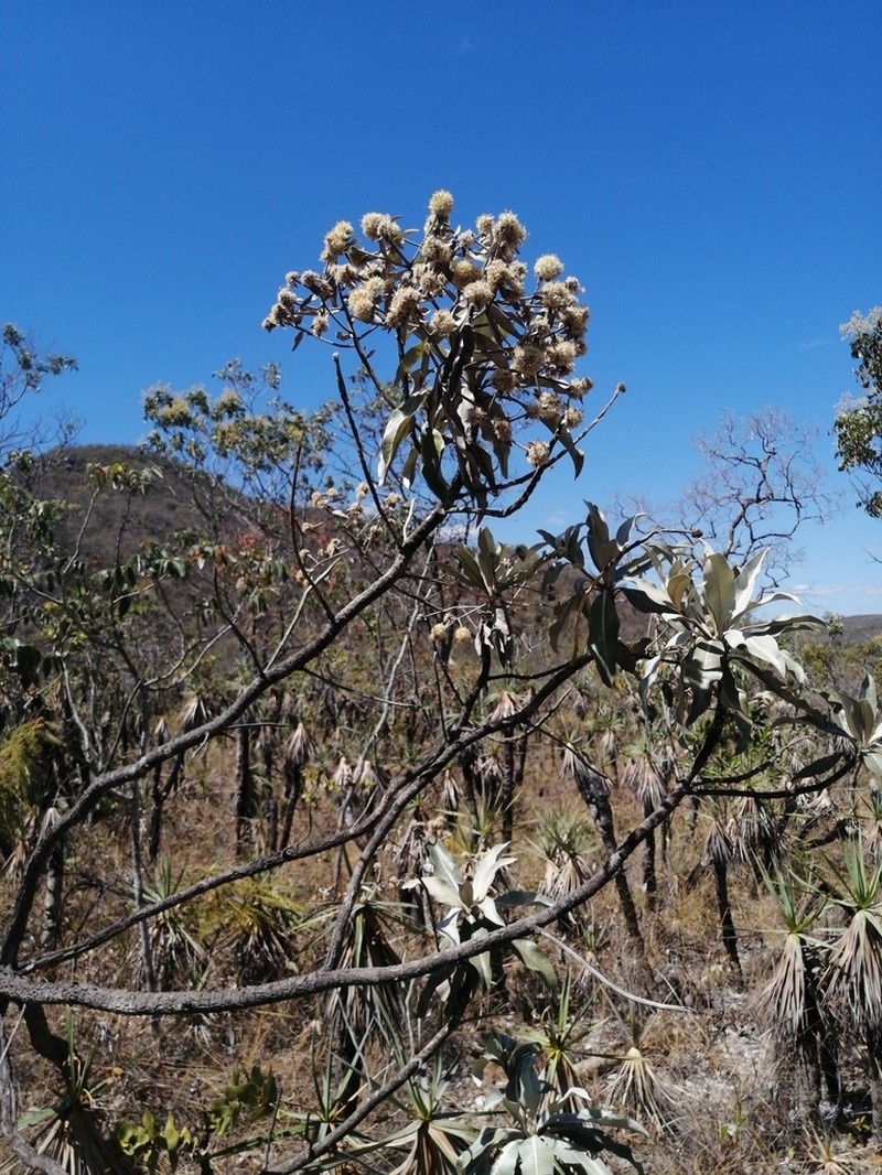 Eremanthus glomerulatus photo 4