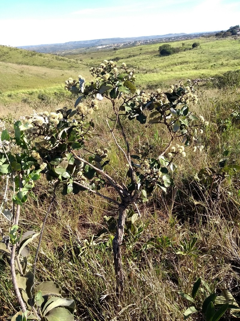 Eremanthus glomerulatus photo 5