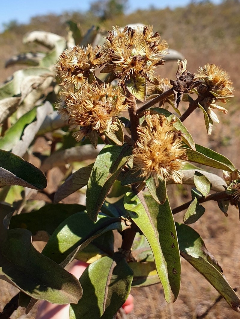 Eremanthus glomerulatus photo 6