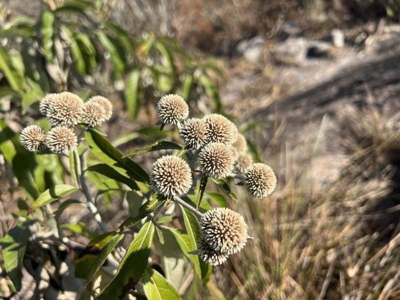 Eremanthus glomerulatus photo 8