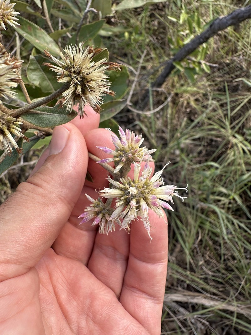 Eremanthus goyazensis