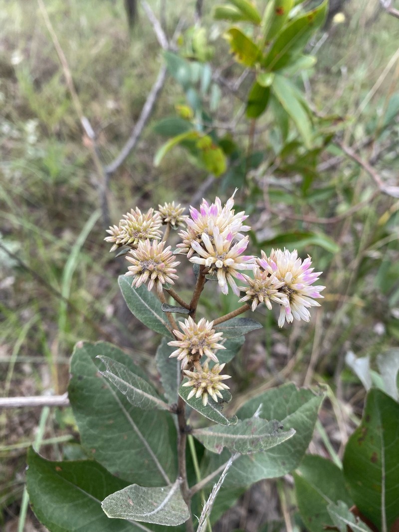 Eremanthus goyazensis photo 2