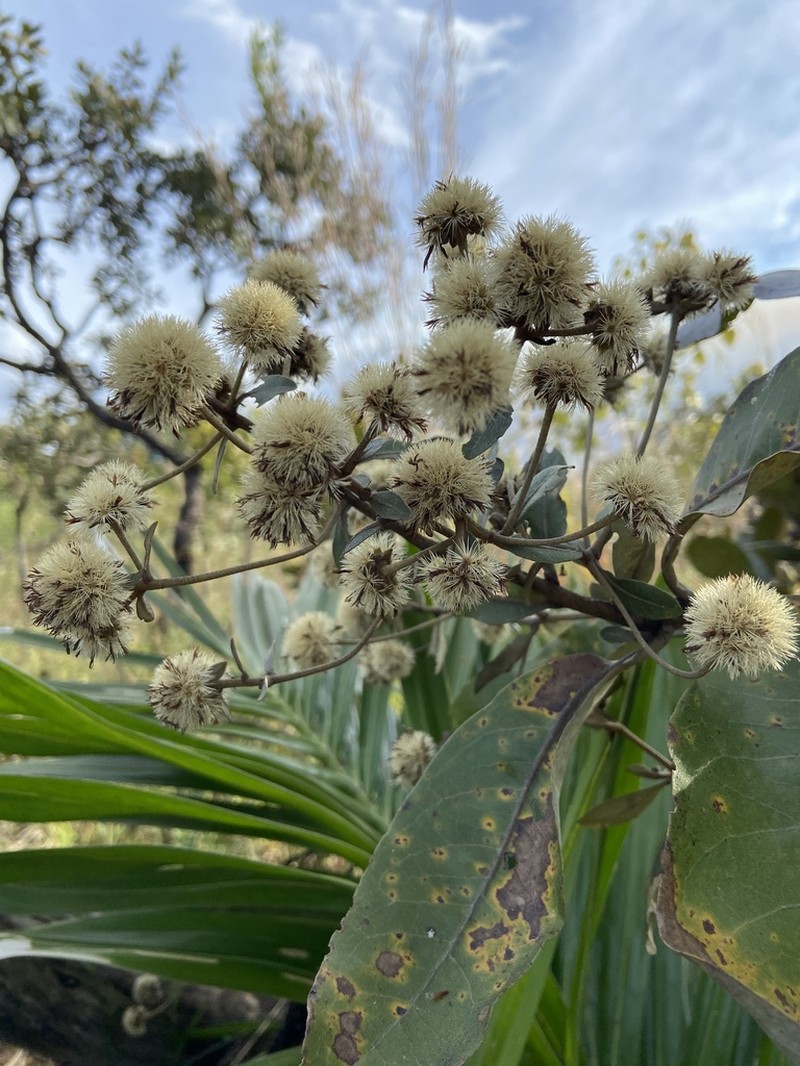 Eremanthus goyazensis photo 3