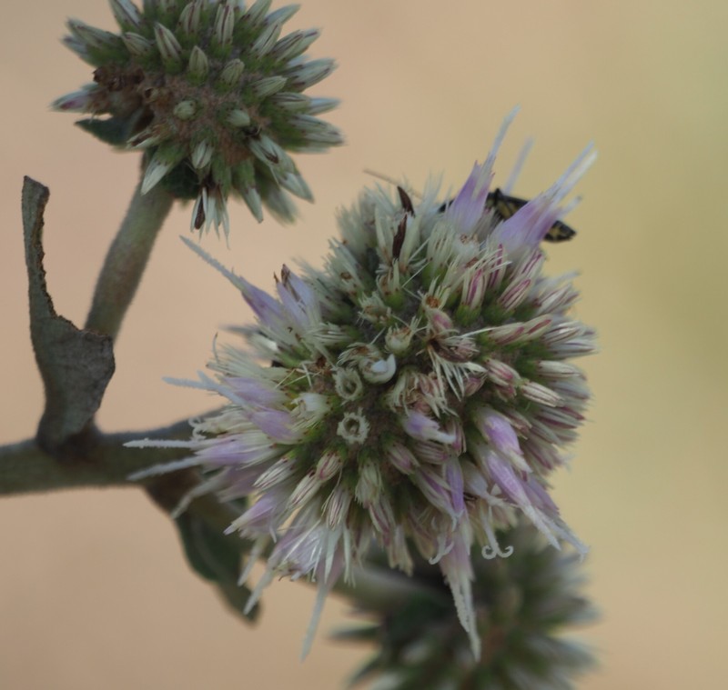 Eremanthus goyazensis photo 5