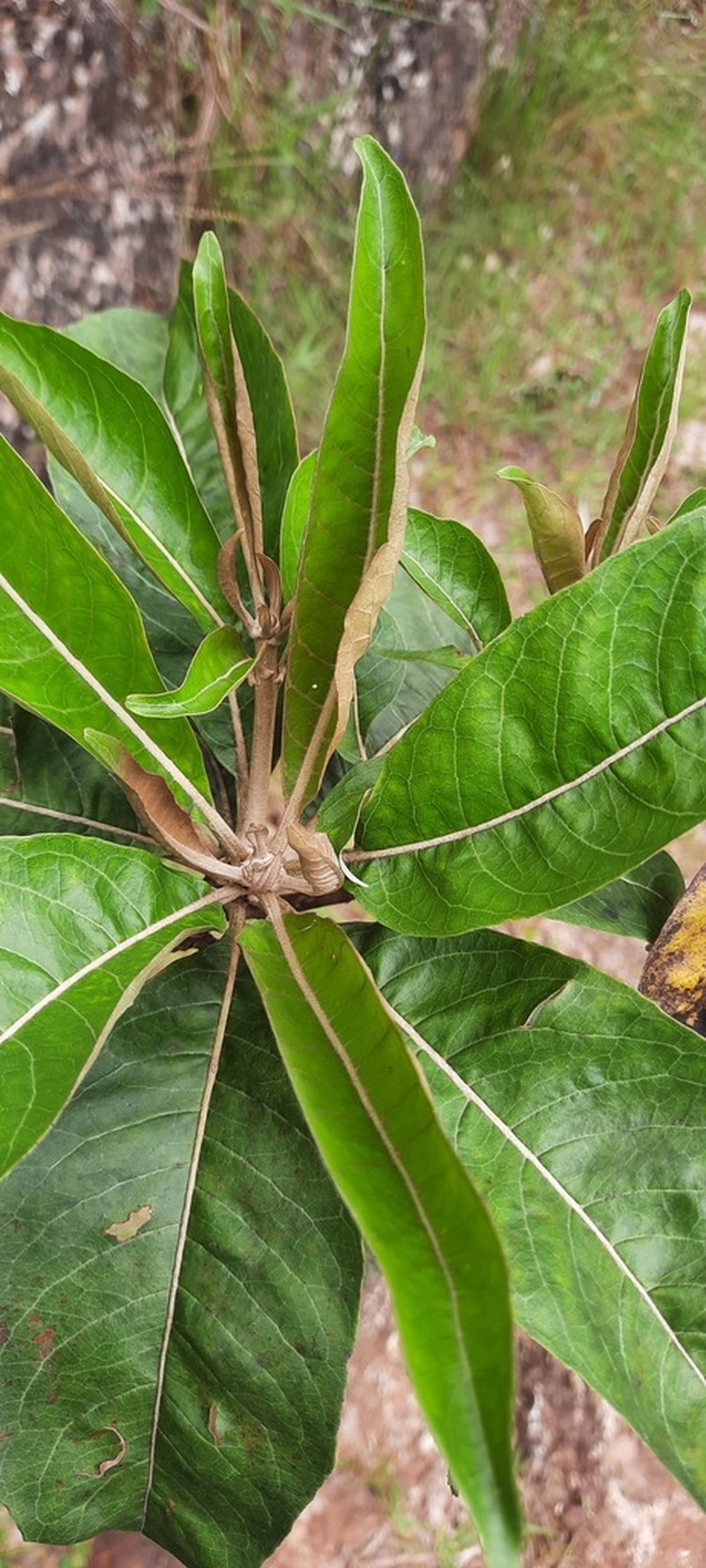 Eremanthus incanus