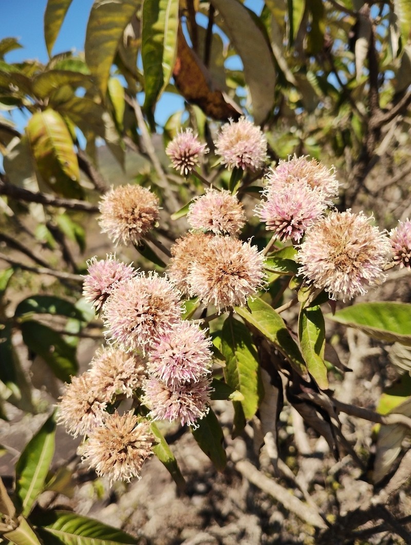 Eremanthus incanus photo 2