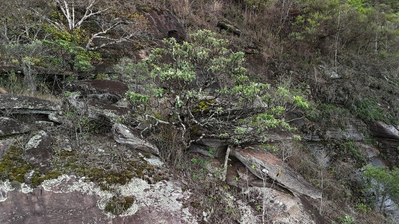 Eremanthus incanus photo 3