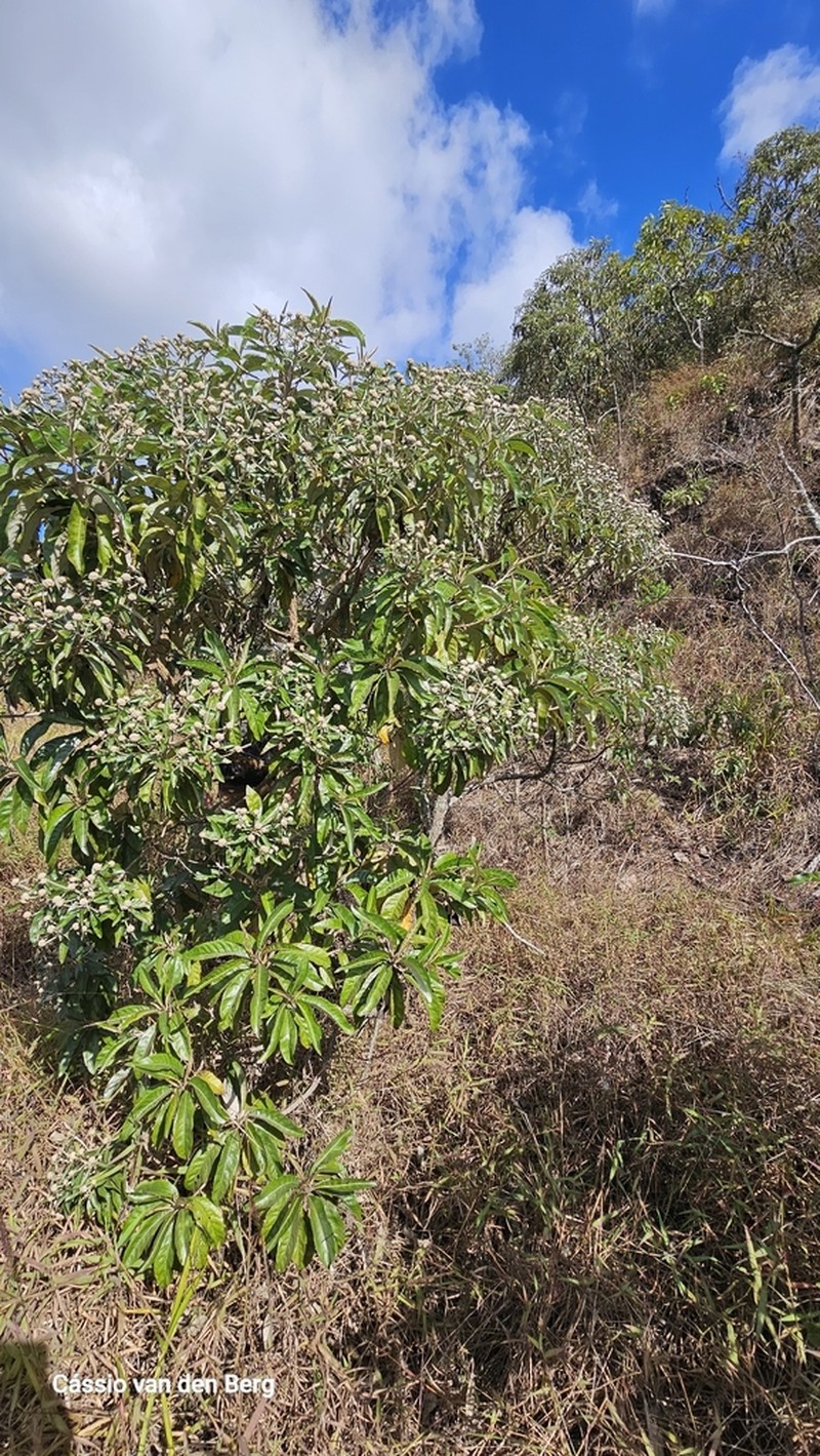 Eremanthus incanus photo 4
