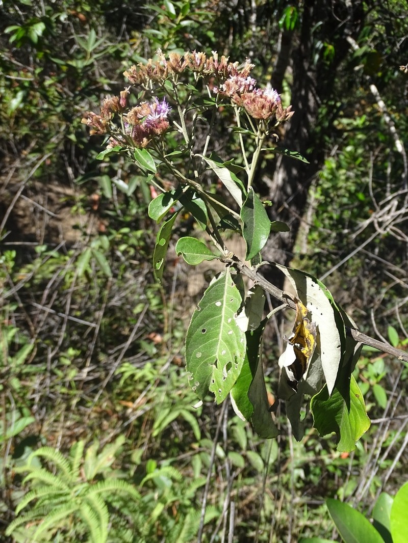 Eremanthus incanus photo 5