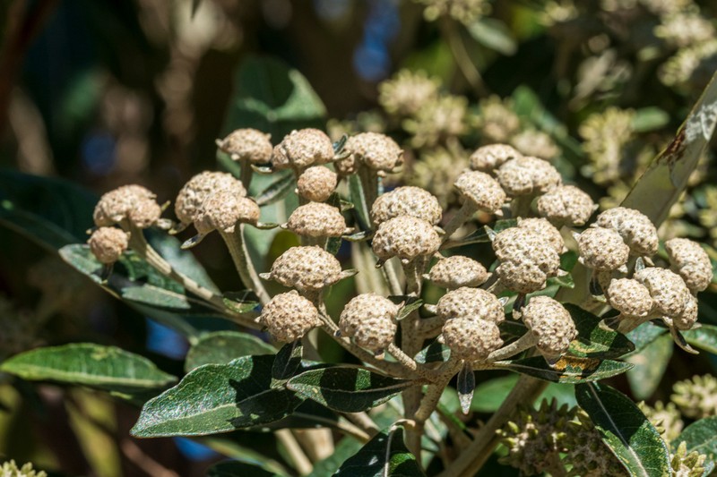 Eremanthus incanus photo 6