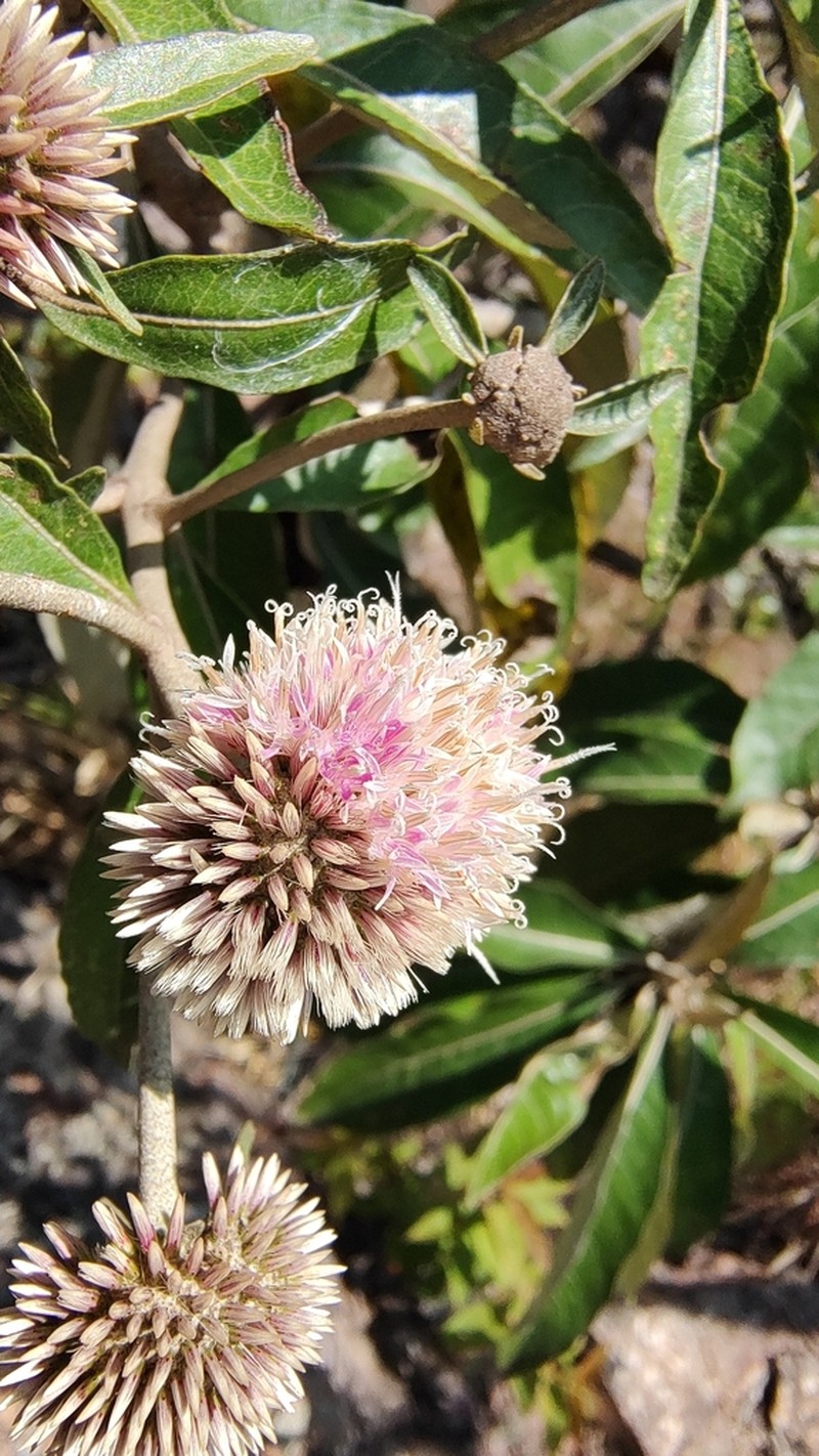 Eremanthus incanus photo 7