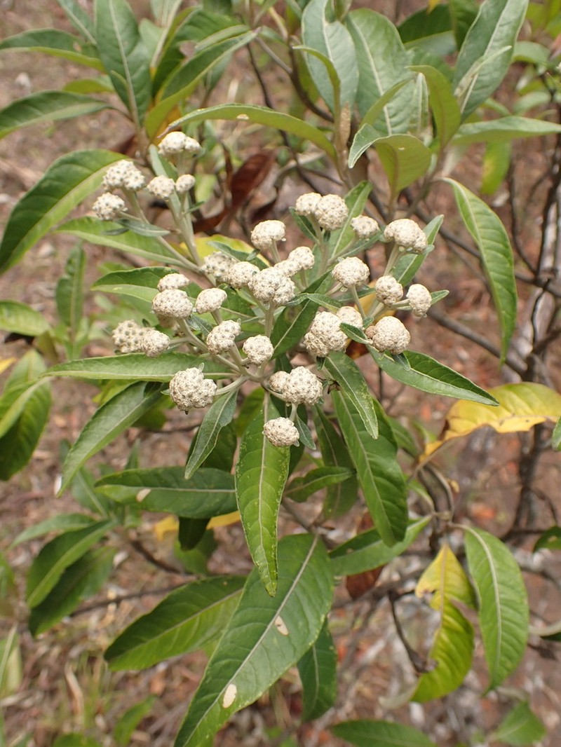 Eremanthus incanus photo 8