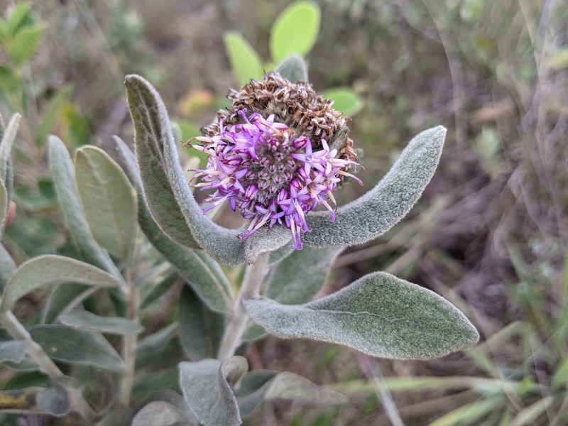 Eremanthus mollis photo 4