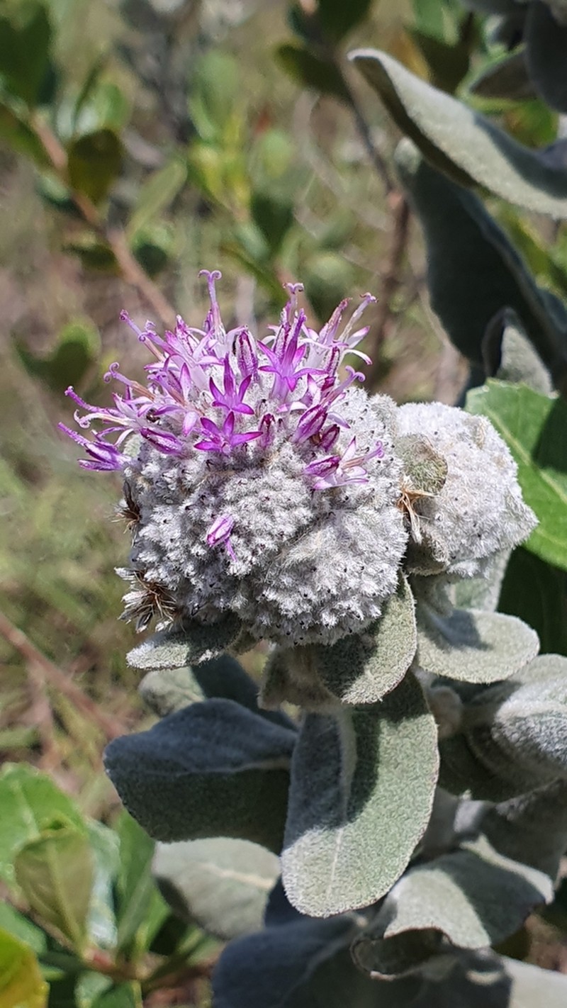 Eremanthus mollis photo 5