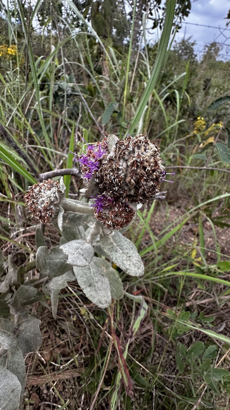 Eremanthus mollis photo 6