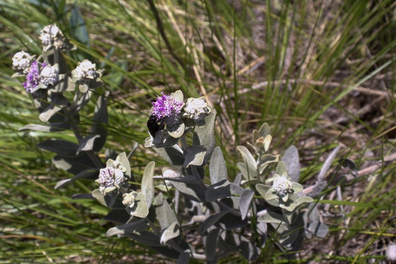 Eremanthus mollis photo 7