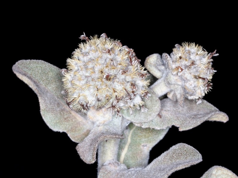 Eremanthus mollis photo 8