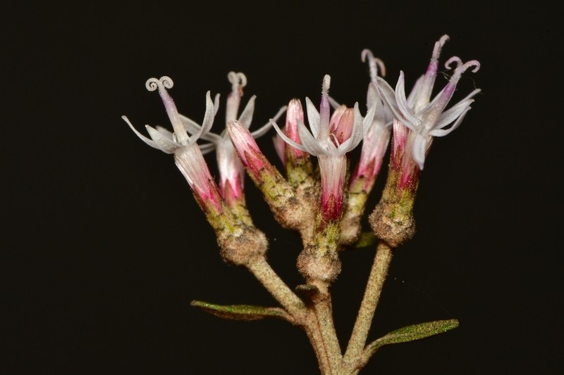 Eremanthus polycephalus