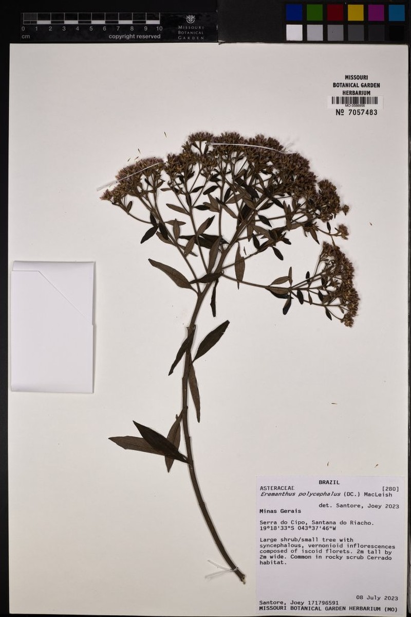 Eremanthus polycephalus photo 3