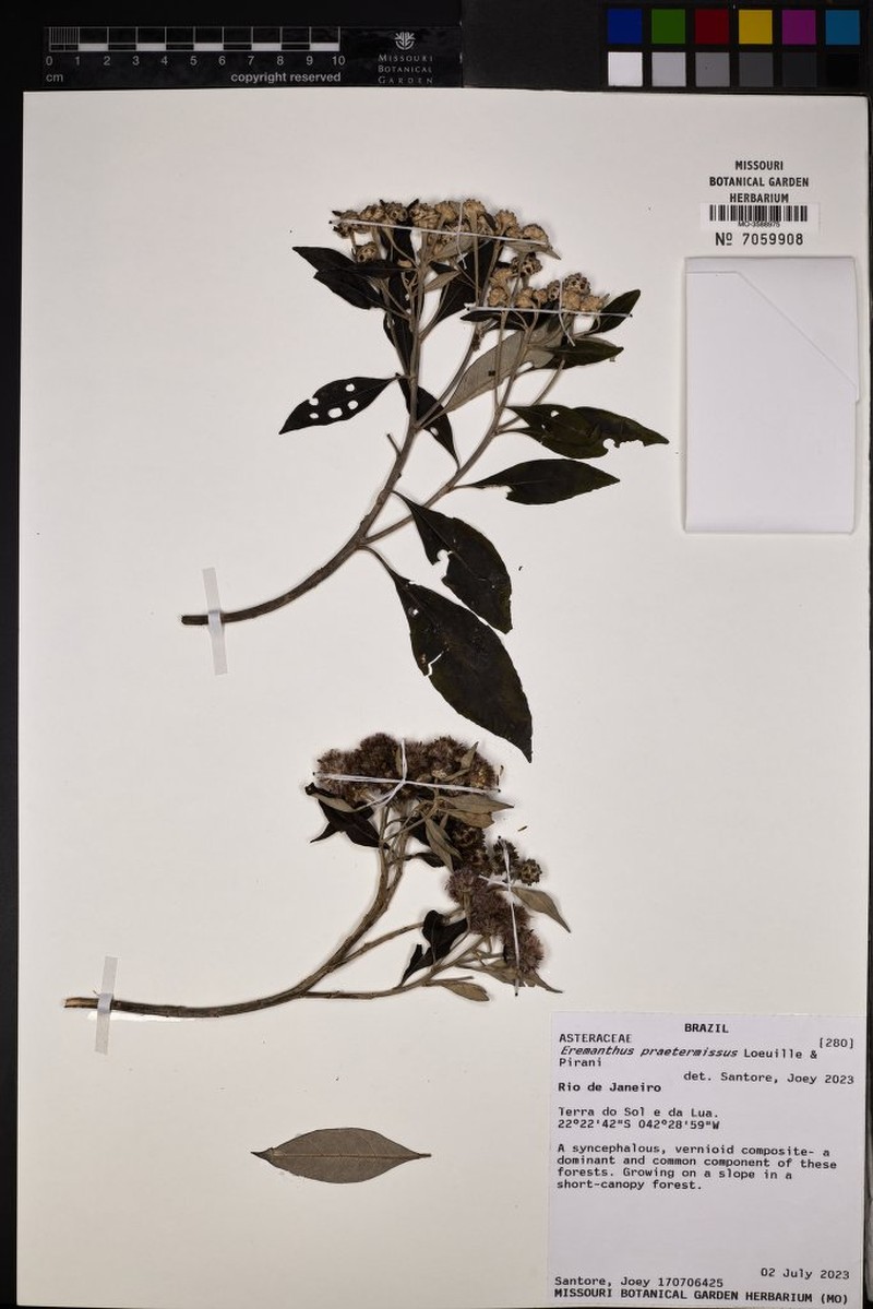 Eremanthus praetermissus