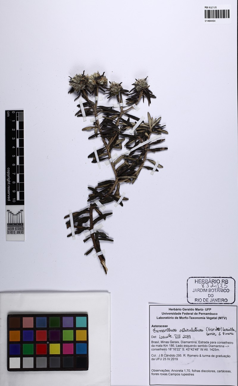 Eremanthus reticulatus