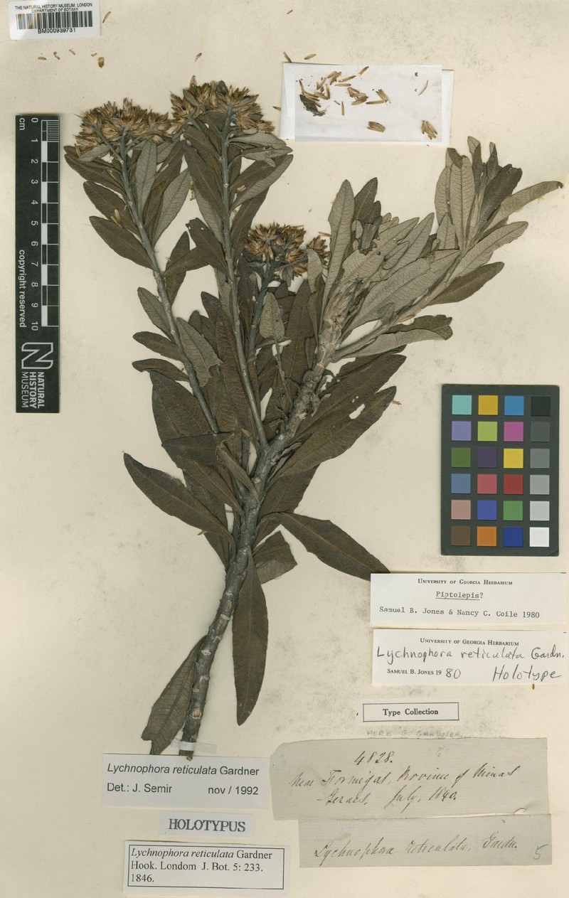 Eremanthus reticulatus photo 4