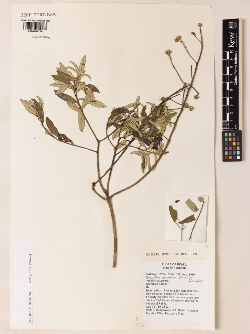 Eremanthus rondoniensis