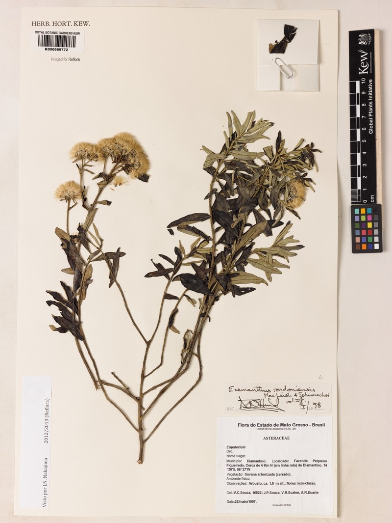 Eremanthus rondoniensis photo 2