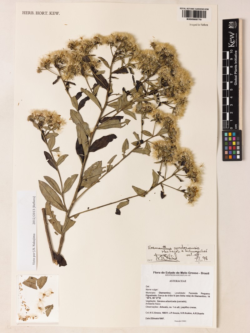 Eremanthus rondoniensis photo 3