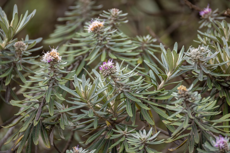 Eremanthus syncephalus photo 2