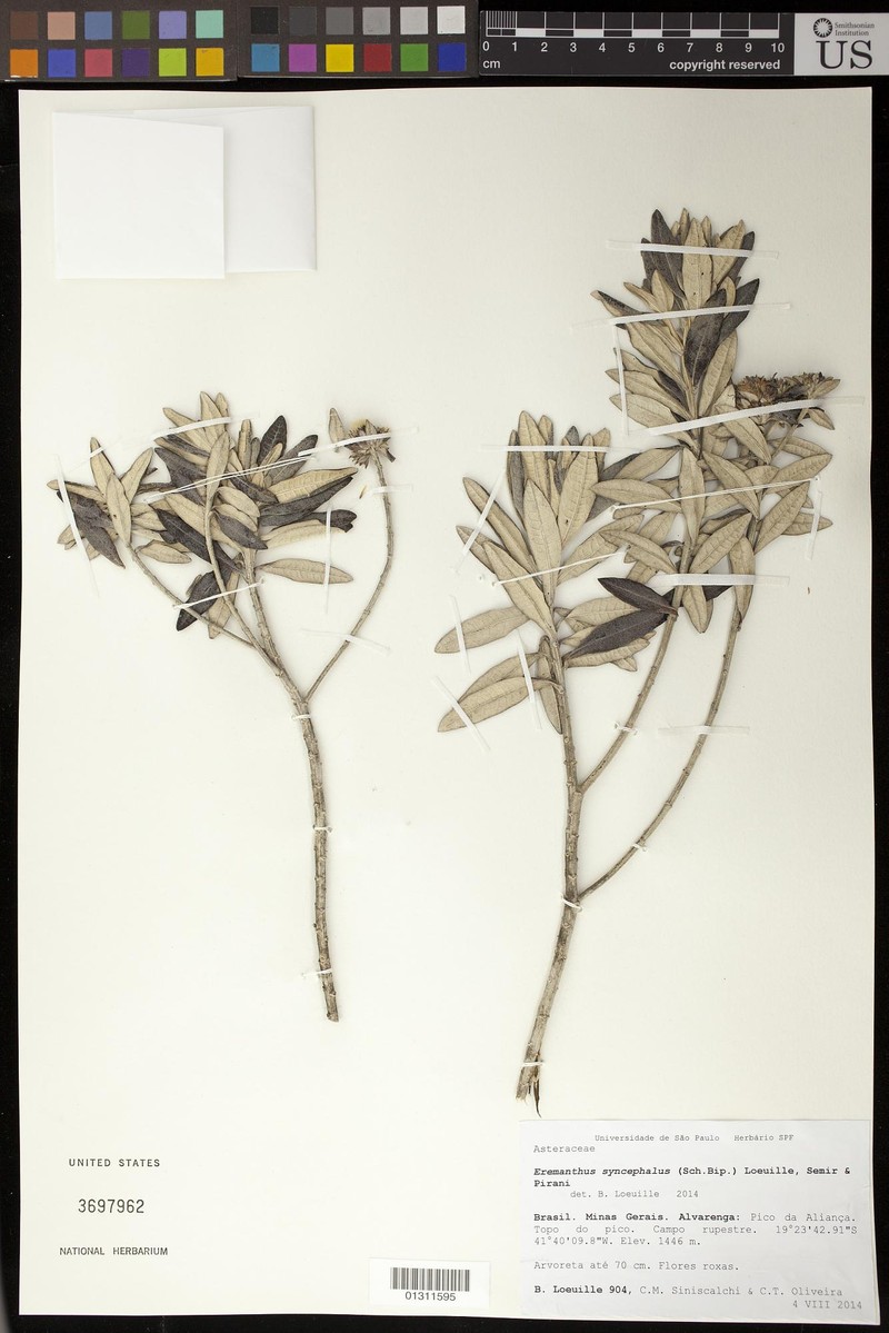 Eremanthus syncephalus photo 3