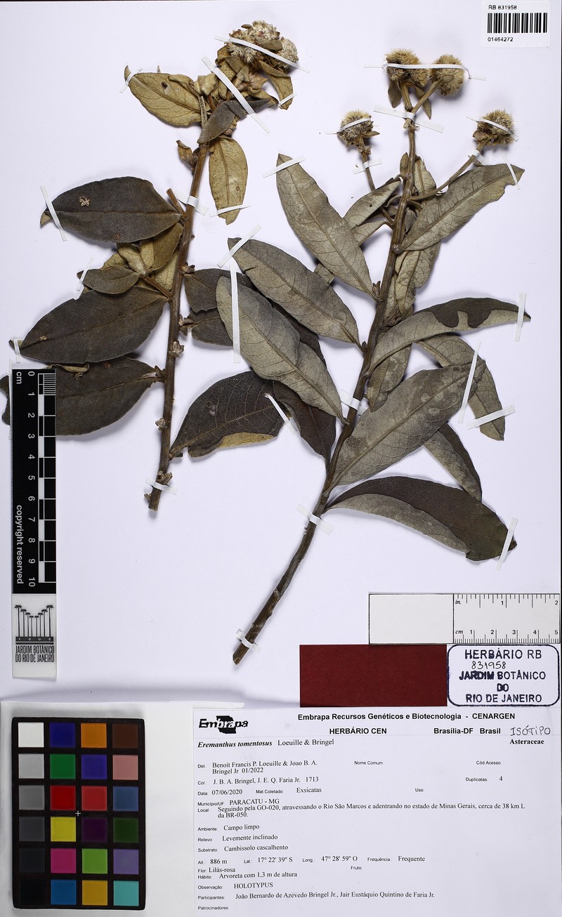 Eremanthus tomentosus