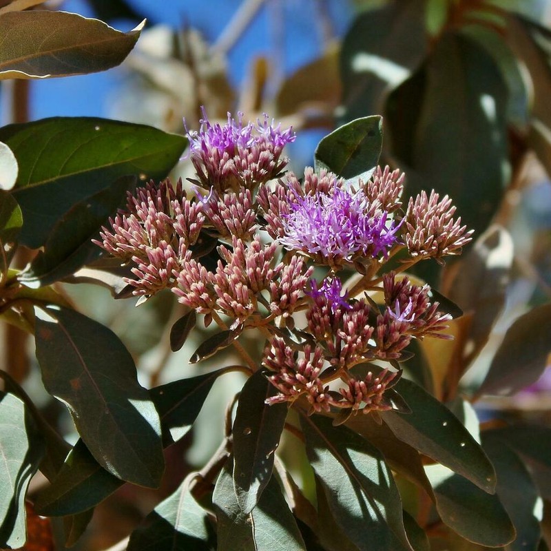 Eremanthus uniflorus