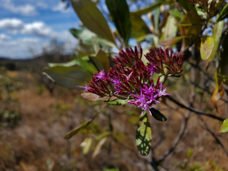 Eremanthus uniflorus photo 2