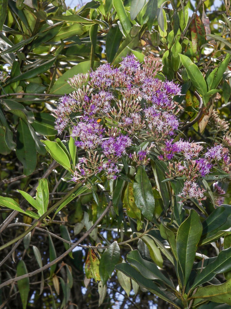 Eremanthus uniflorus photo 3