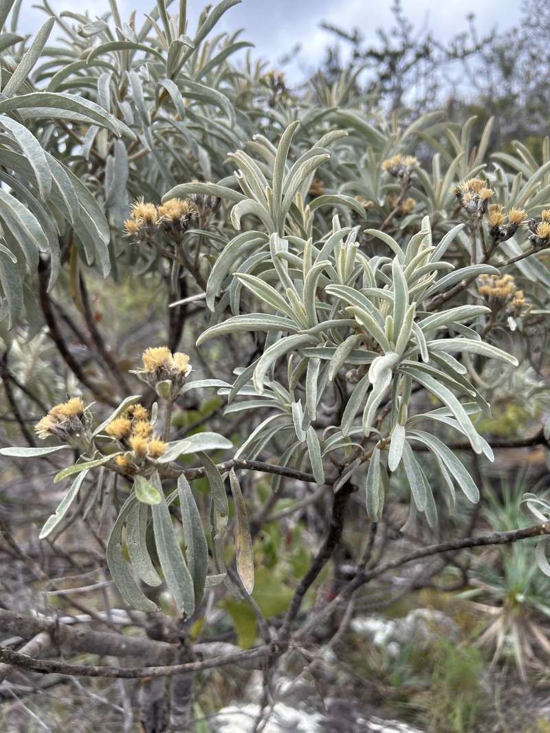 Eremanthus veadeiroensis photo 2