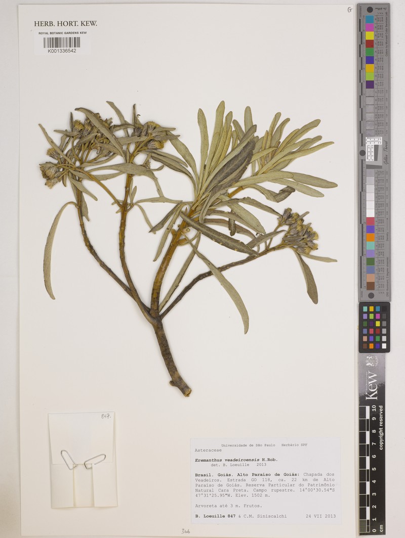 Eremanthus veadeiroensis photo 3